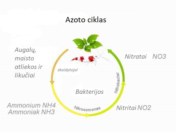 nitrifikacija akvariume